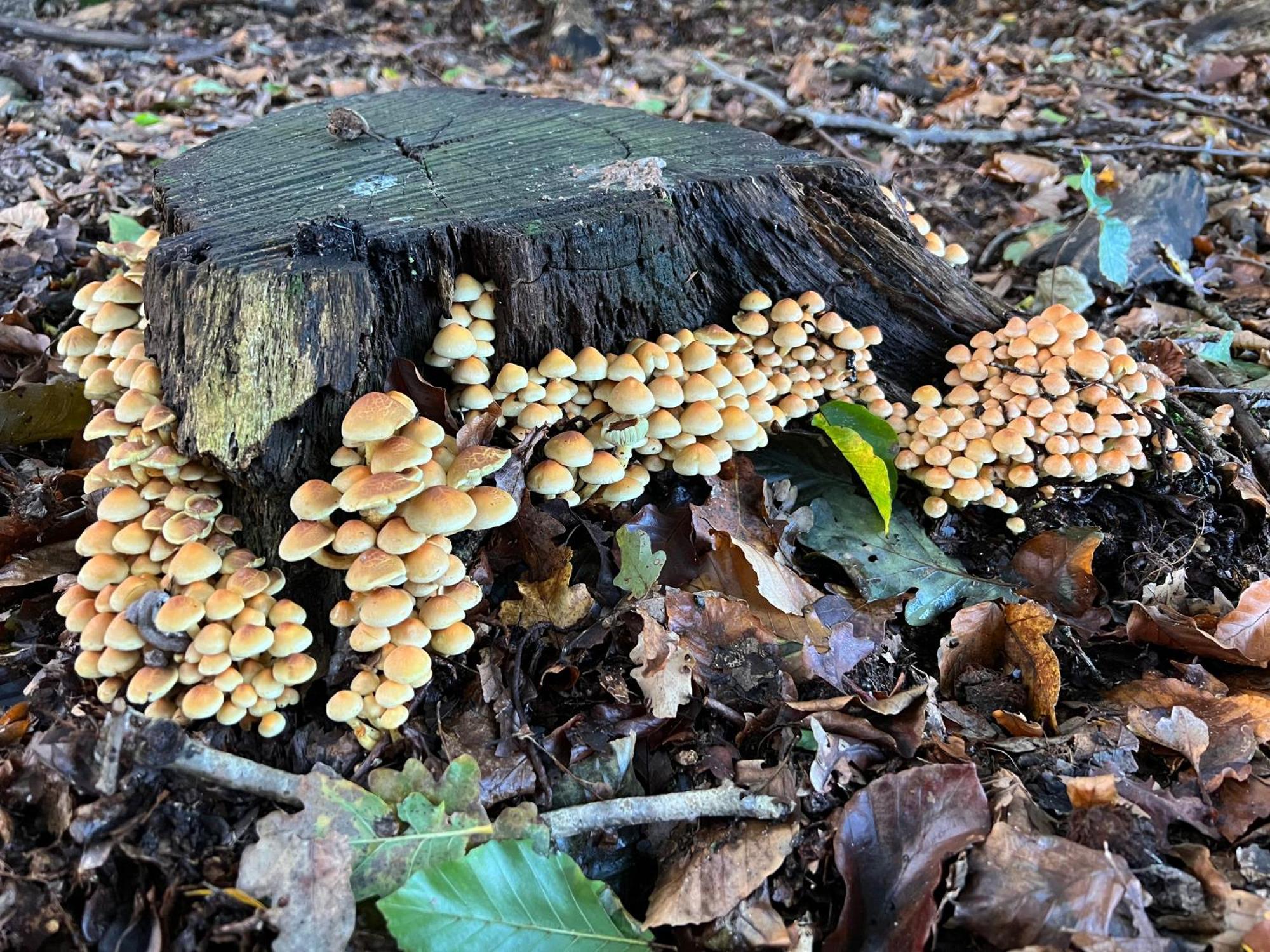Veluwe Park Reewold Chalet Talisman พุทเทิน ภายนอก รูปภาพ