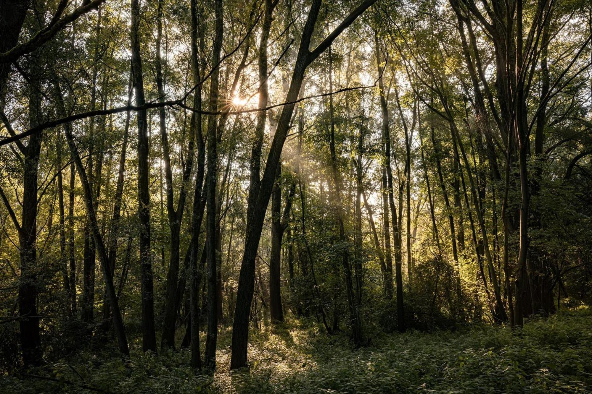 Veluwe Park Reewold Chalet Talisman พุทเทิน ภายนอก รูปภาพ